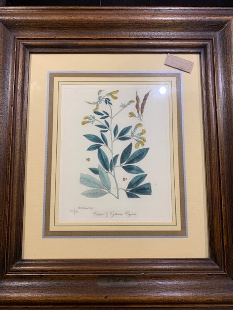 genummerde kopergravure - cytisus  cajan, Enlèvement
