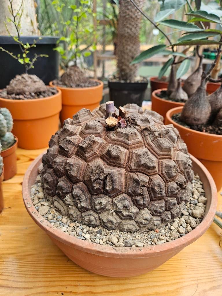 Dioscorea elephantipes, Huis en Inrichting, Ophalen of Verzenden