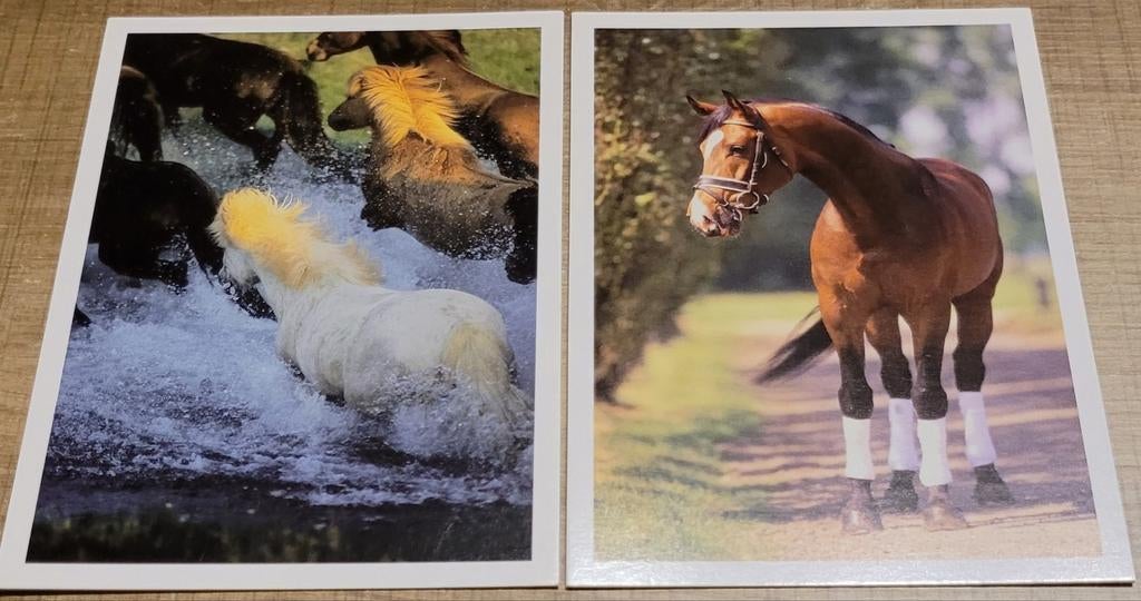 2 postkaarten: paarden, Verzamelen, Postkaarten | Dieren, Ophalen of Verzenden, 1980 tot heden, Ongelopen, Paard