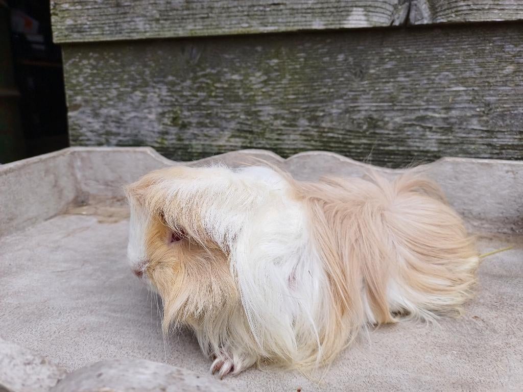 Ik zoek een raszuiver peruvian cavia beertje, Juin, Cobaye