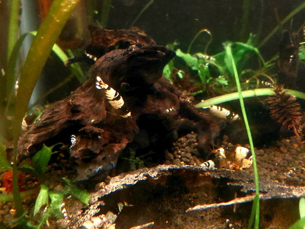 Crystal Black caridina garnalen, Dieren en Toebehoren