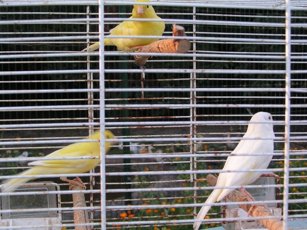 kanaries jonge, Dieren en Toebehoren, Vogels | Kanaries, Meerdere dieren, Kleurkanarie