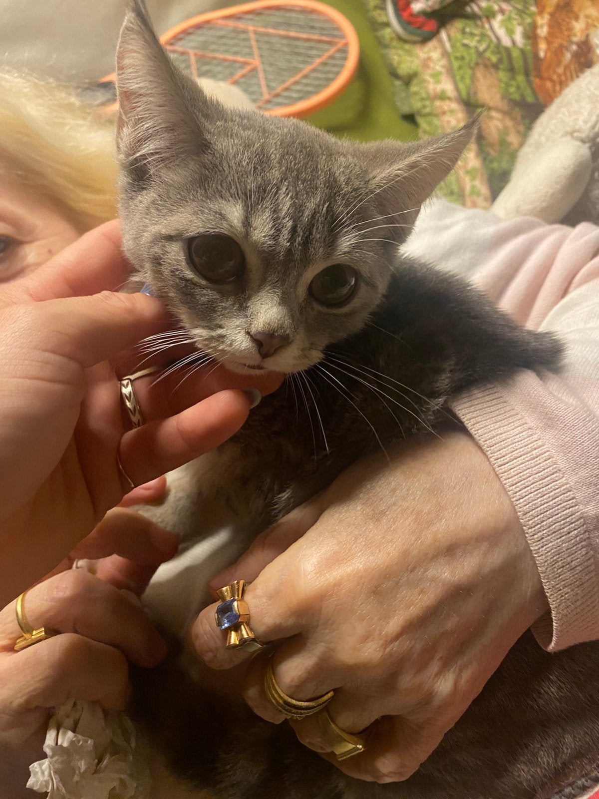 britse kortharigen kitten meisje, Plusieurs animaux, Avec puce électronique, 0 à 2 ans