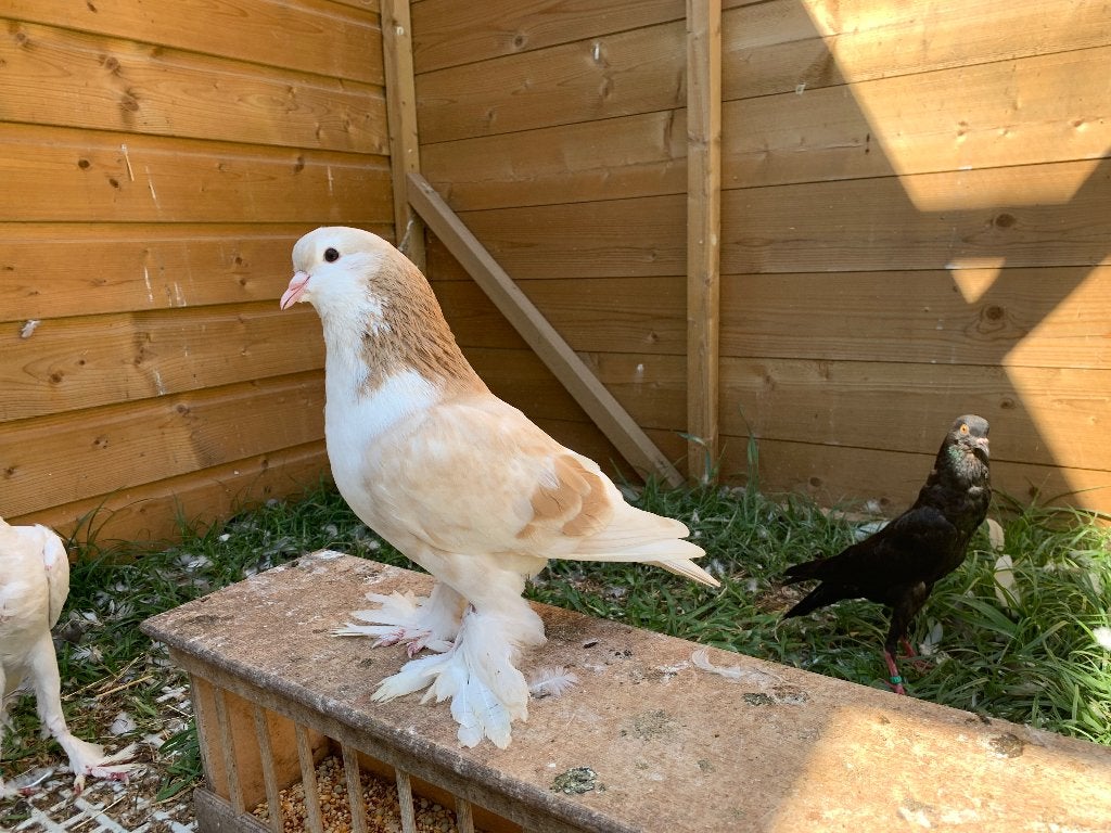Horloge Lahor, Animaux & Accessoires, Oiseaux | Pigeons, Mâle, Autres espèces