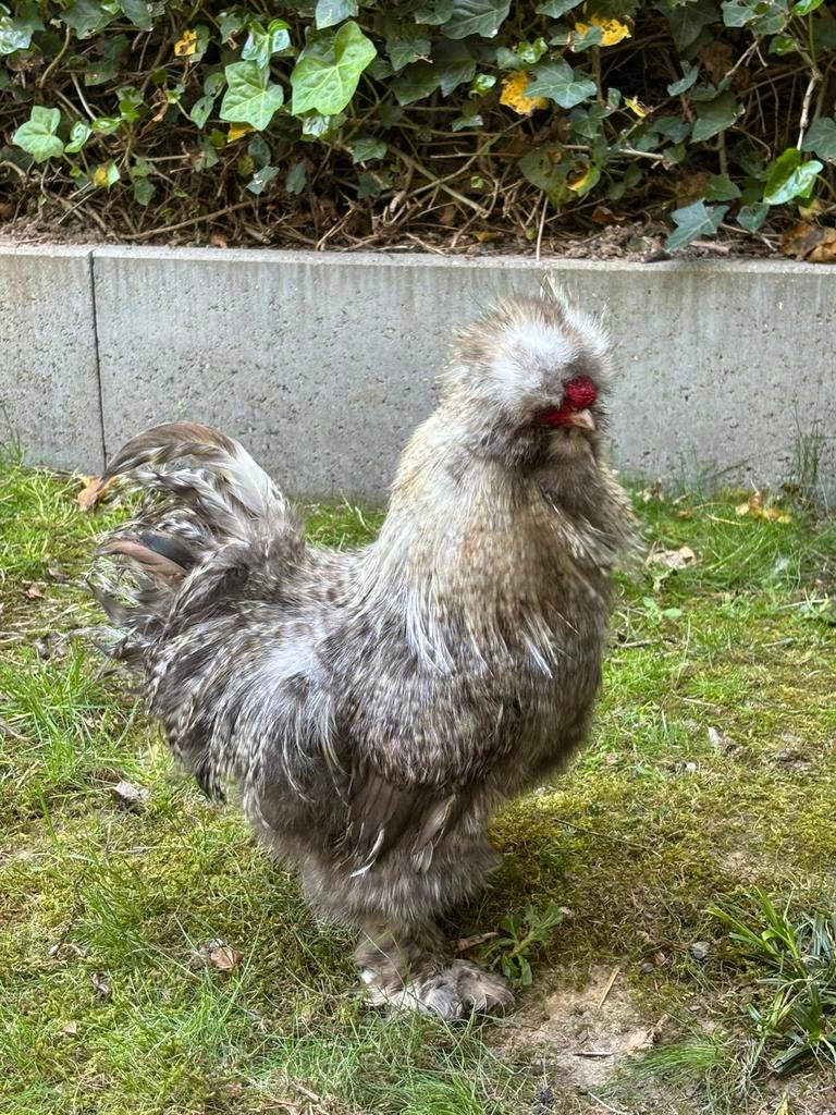 Zijdehoen haan gratis, Dieren en Toebehoren, Mannelijk, Kip
