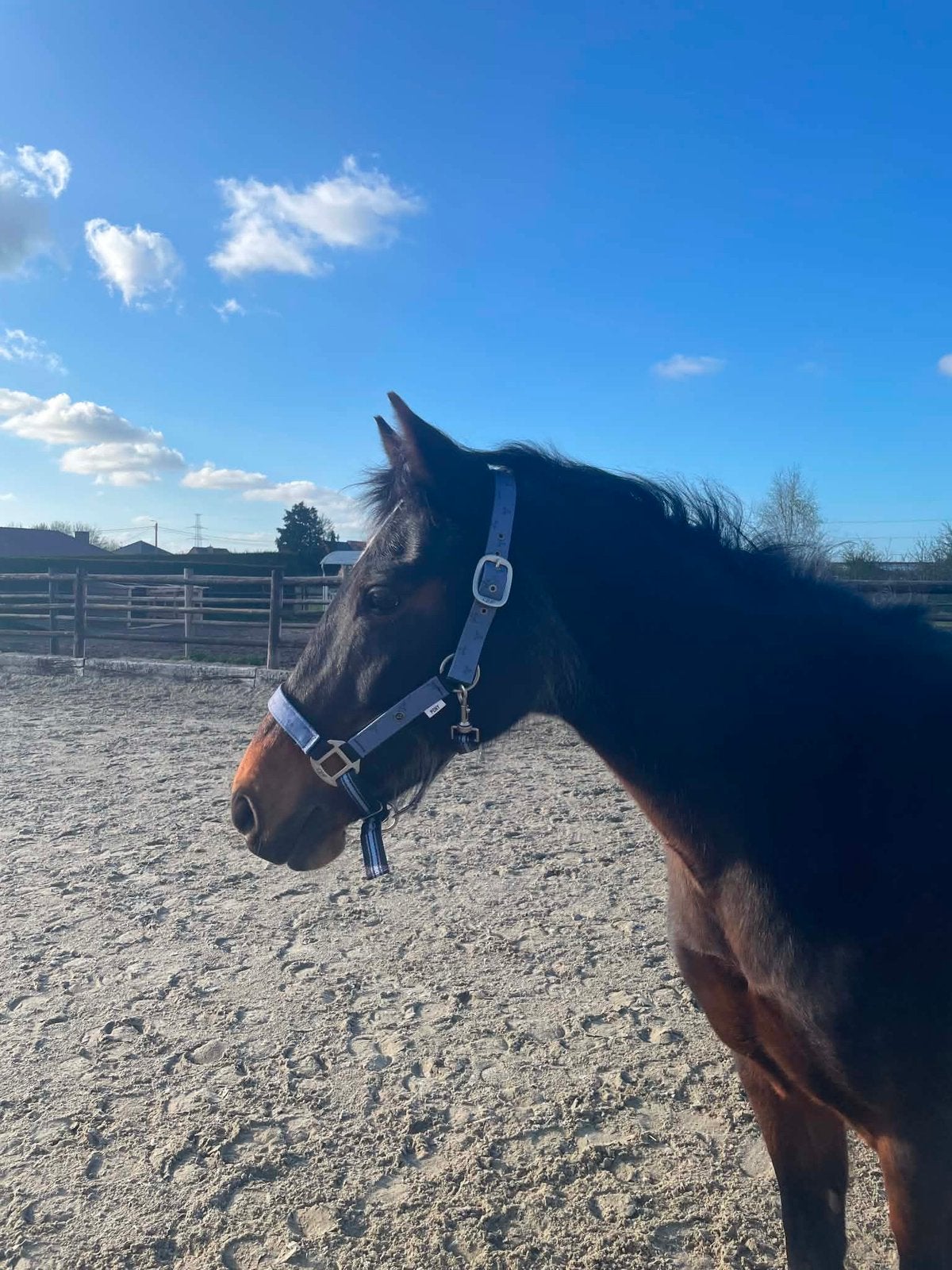 Verzorger gezocht, Animaux & Accessoires, Chevaux, 11 ans ou plus, Moins de 160 cm, Ne s'applique pas, Cheval de récréation