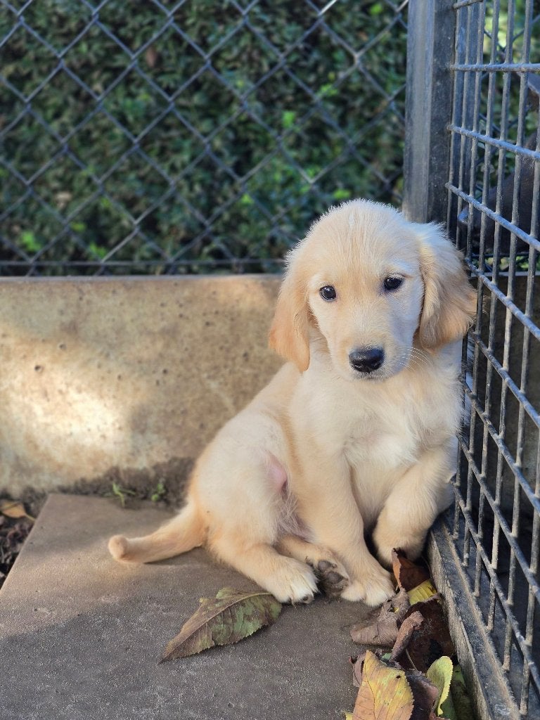 Prachtige golden retriever pups beschikbaar, Golden retriever, België, CDV (hondenziekte), 8 tot 15 weken