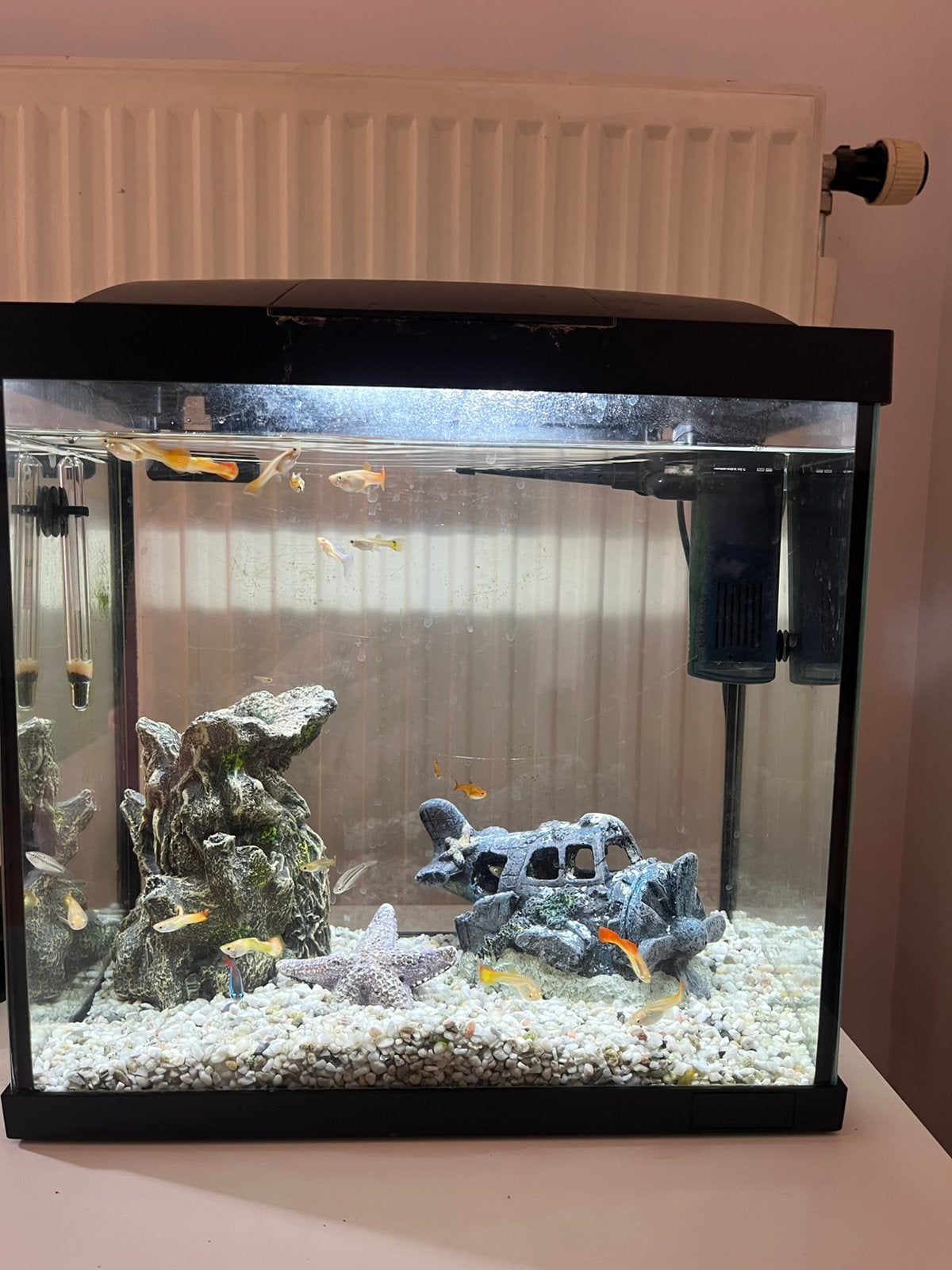 5x guppy vrouwtjes, Dieren en Toebehoren, Ophalen, Zo goed als nieuw