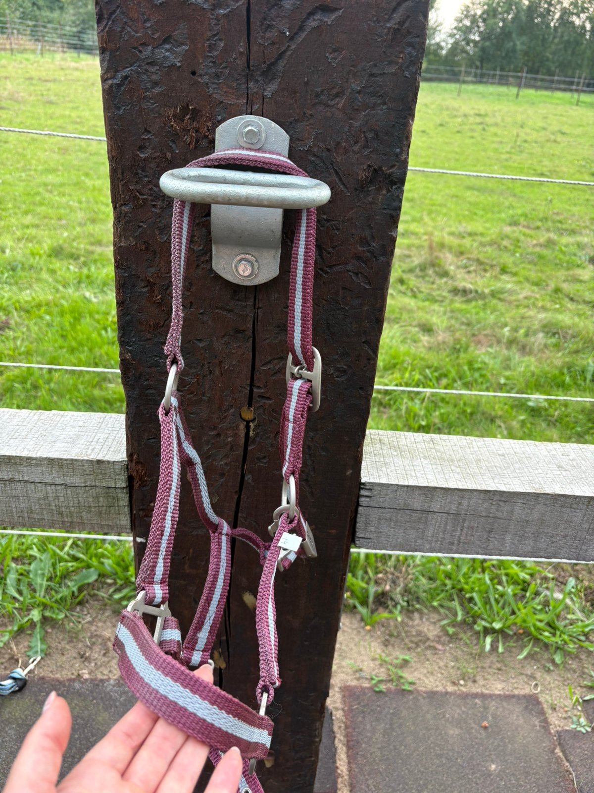 QHP halster maat COB – nieuw, Dieren en Toebehoren, Ophalen, QHP, Halster, Cob