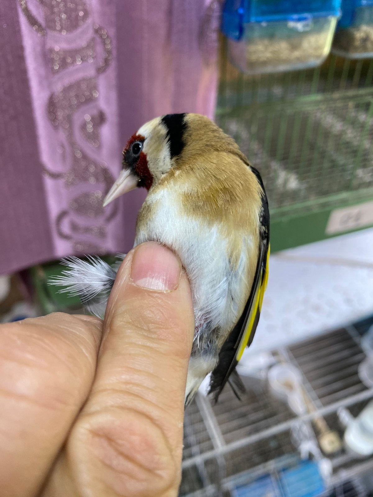 Mal parva du maroc de 8 mois en cage, Dieren en Toebehoren, Vogels | Overige Vogels