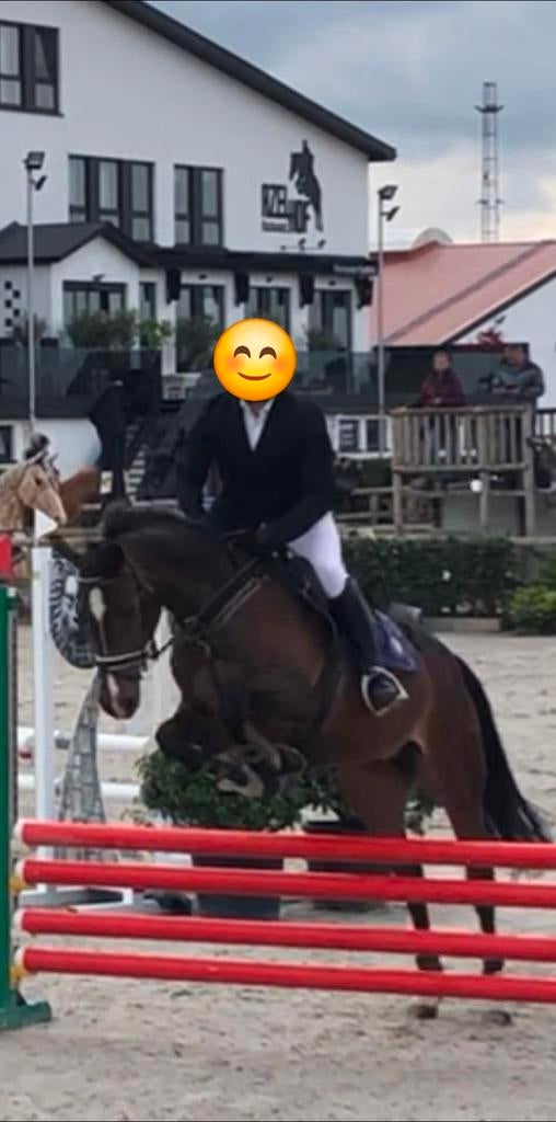Te koop: Ervaren en betrouwbare jumpingruin, Dieren en Toebehoren, Paarden, Springpaard, Met stamboom, Ruin, M
