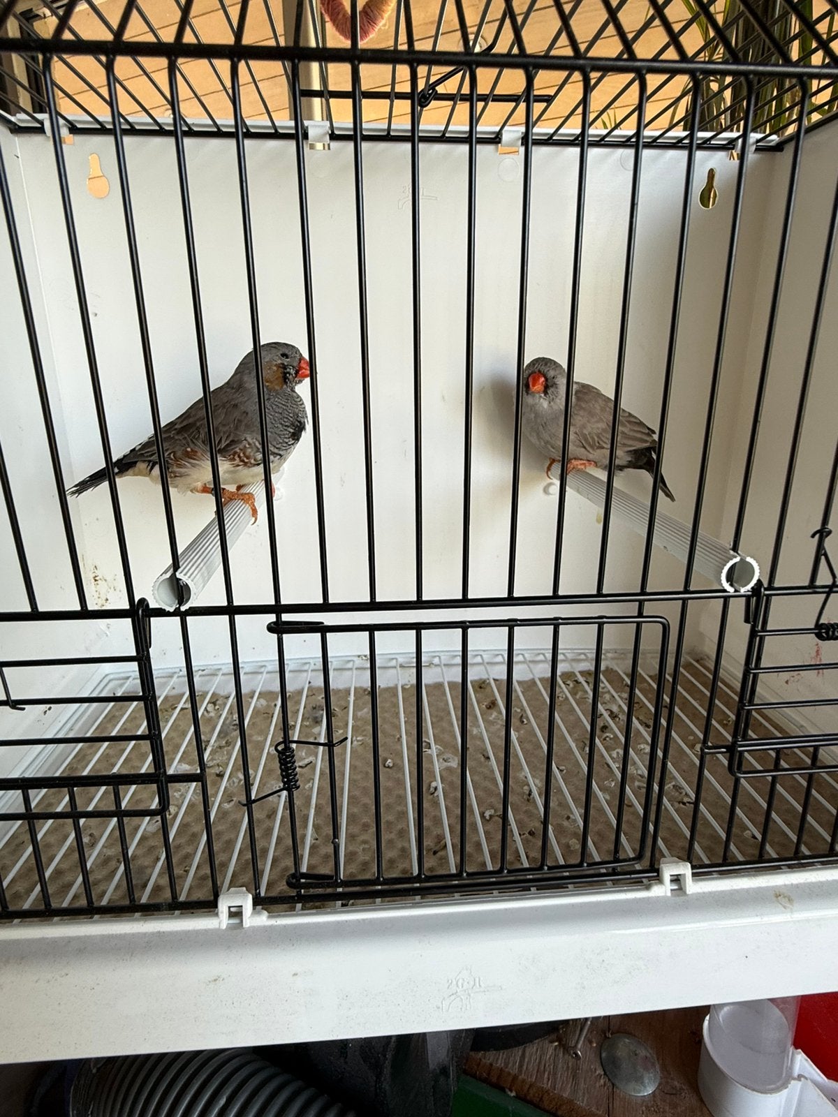 Koppel split Charcoal grijs x blk grijs Charcoal zebravinken, Dieren en Toebehoren, Vogels | Overige Vogels, Geringd