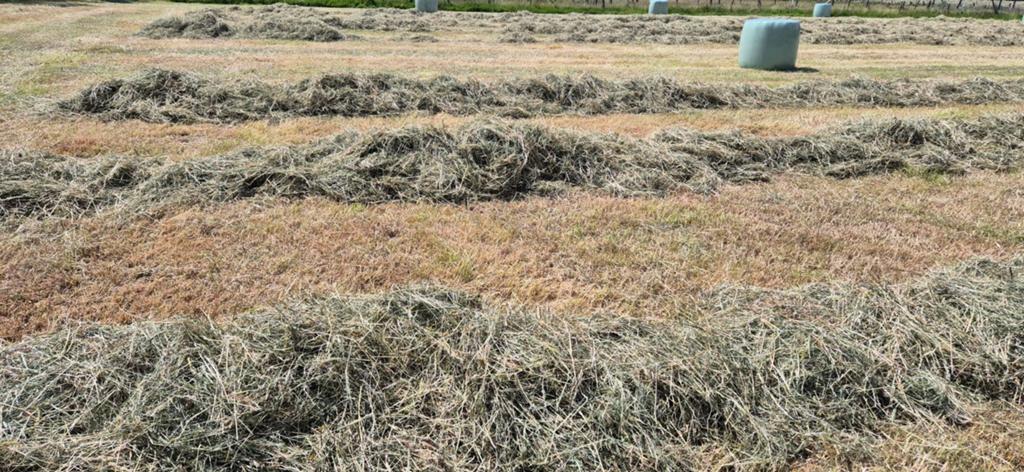 hooiland, Zakelijke goederen, Landbouw | Veevoer, Ophalen