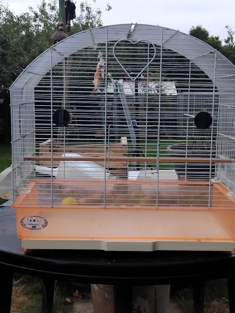 Cage a vendre, Enlèvement, Utilisé, Métal, Cage à oiseaux