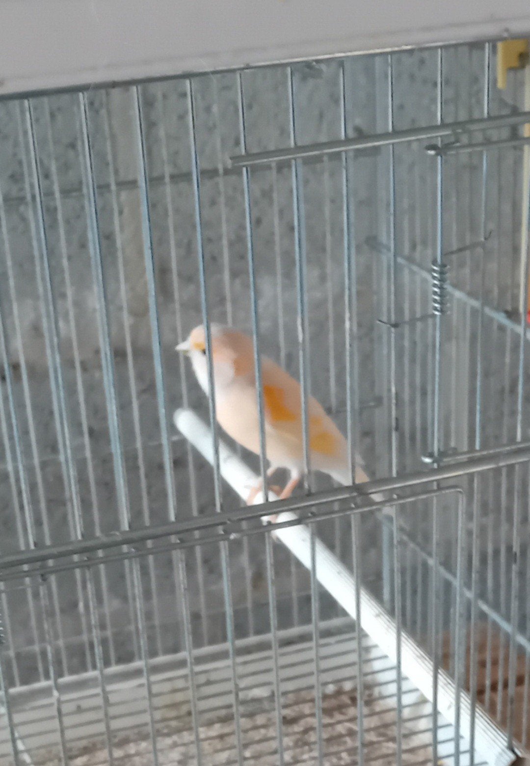 2   femelle canari., Animaux & Accessoires, Femelle