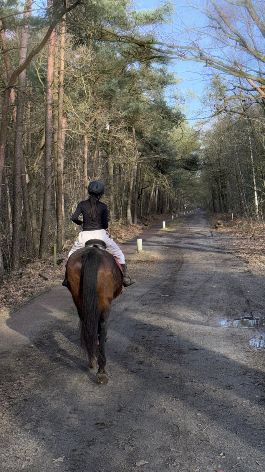 Bosritjes te paard in de Rucphense Bossen, Dieren en Toebehoren