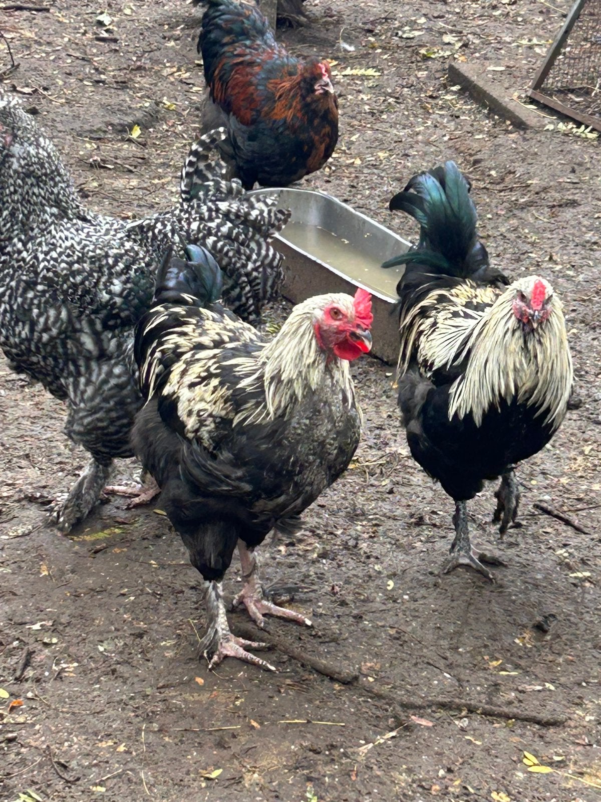 Olijflegger hanen, Dieren en Toebehoren, Mannelijk, Kip