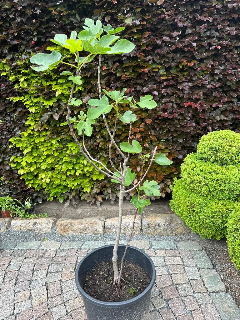 Vaste planten allerlei, Tuin en Terras, Ophalen