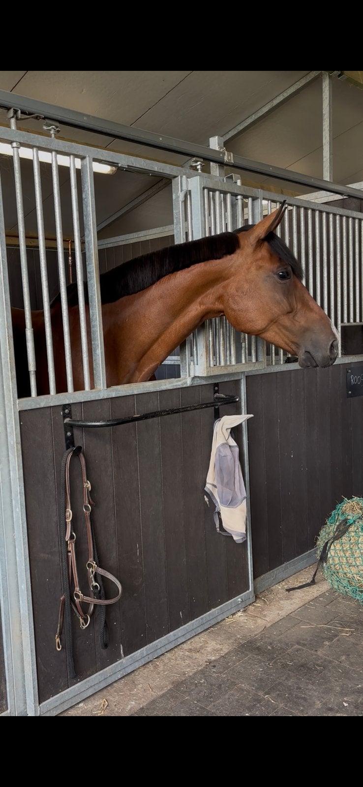 Chique 9 jarige merrie te koop, Z, Avec pedigree, Cheval de saut, 170 à 175 cm