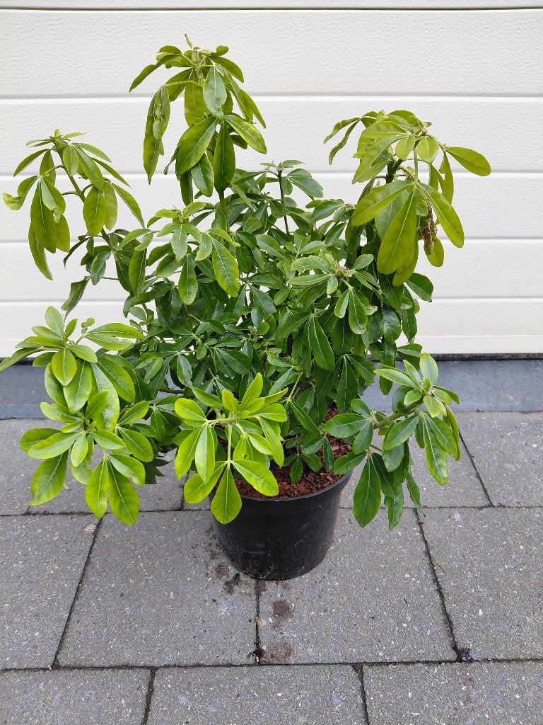 Choisya Ternata, Ophalen, Halfschaduw