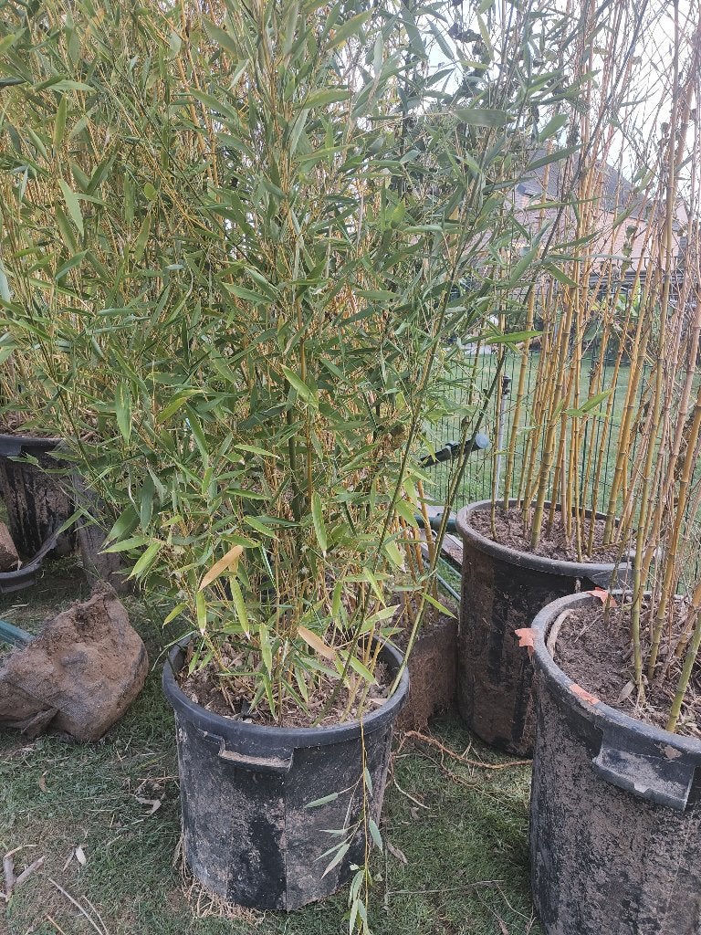 Bambous traçants en pot URGENT !!!, Enlèvement, Bambou, Haie, 250 cm ou plus