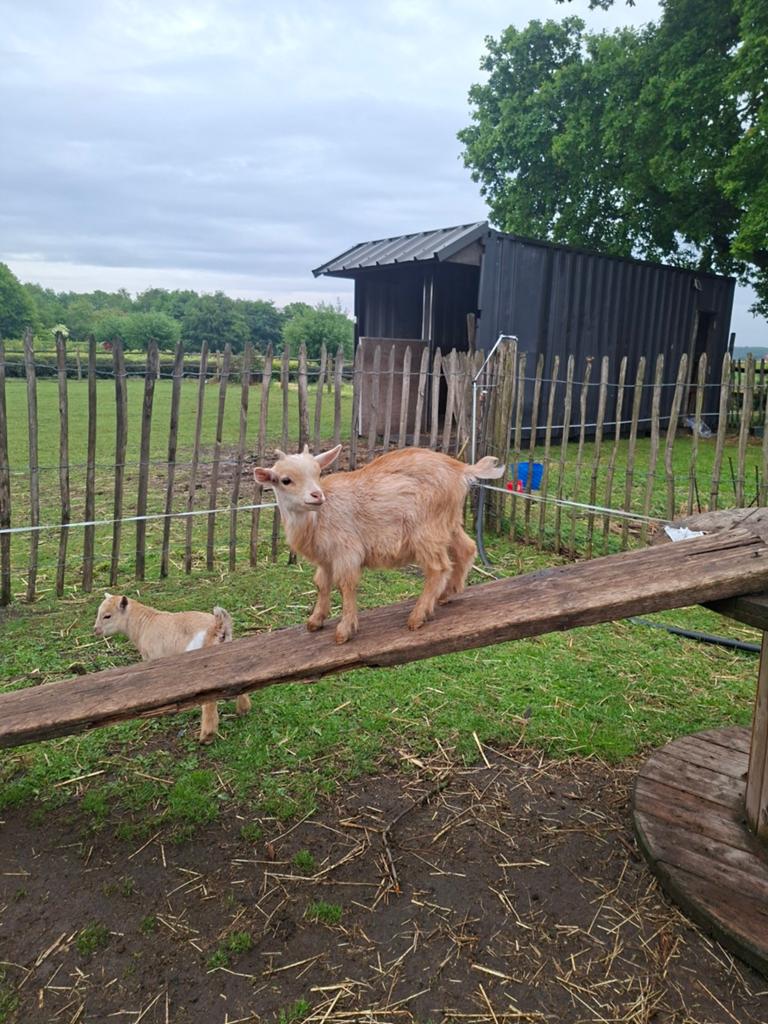Dwerggeit bokje, Dieren en Toebehoren, Schapen, Geiten en Varkens, Mannelijk, Geit, 0 tot 2 jaar