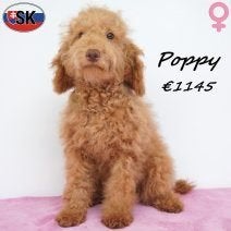 Poppy Poodle Cross — Douceur et bonne humeur, 15 semaines à 1 an, Hépatite contagieuse (maladie de Rubarth), Un chien, Étranger