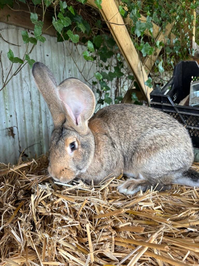 Vlaamse reus voedster, Dieren en Toebehoren, Konijnen