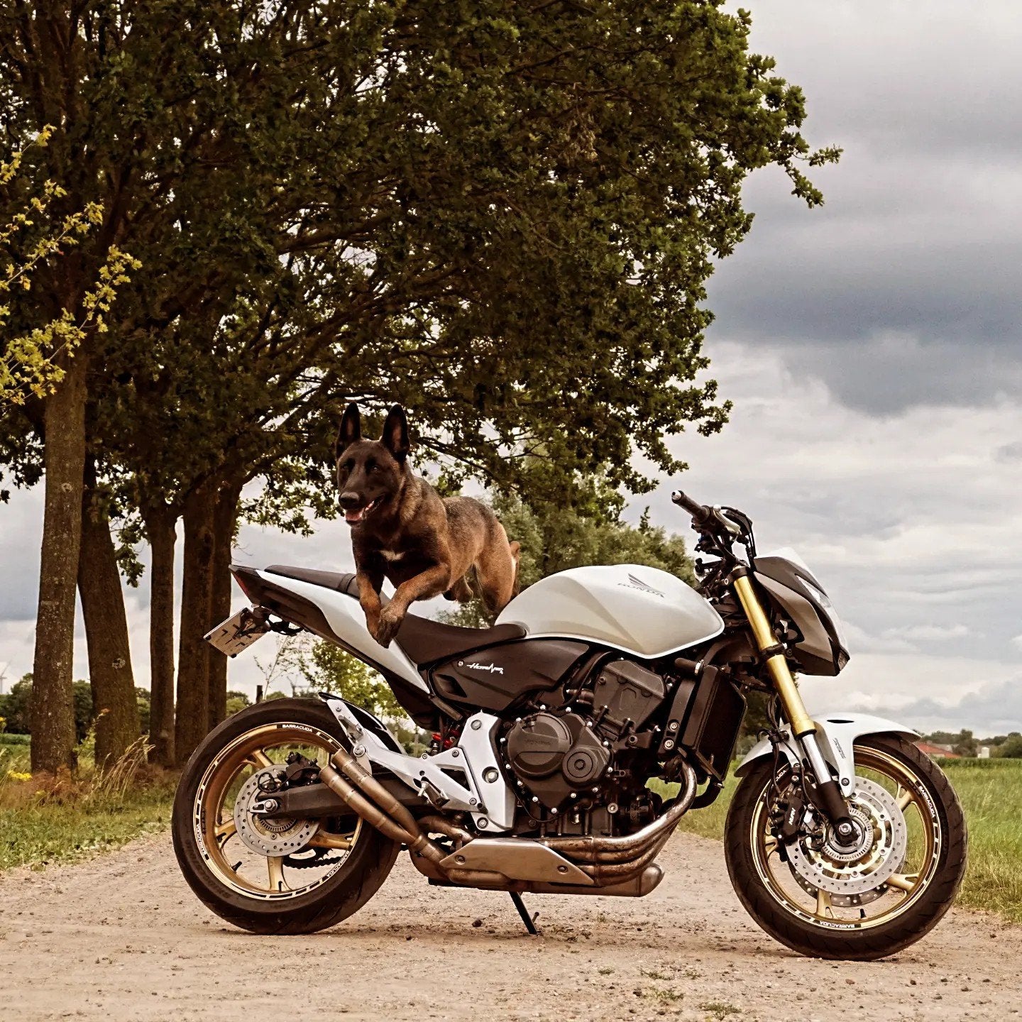 honda cb600 hornet, Motoren, Ophalen, Gebruikt