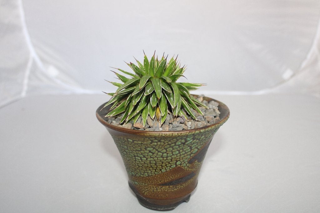 crête panachée d'agave Vic Reg, Plante succulente, Moins de 100 cm, Plante verte, Plein soleil