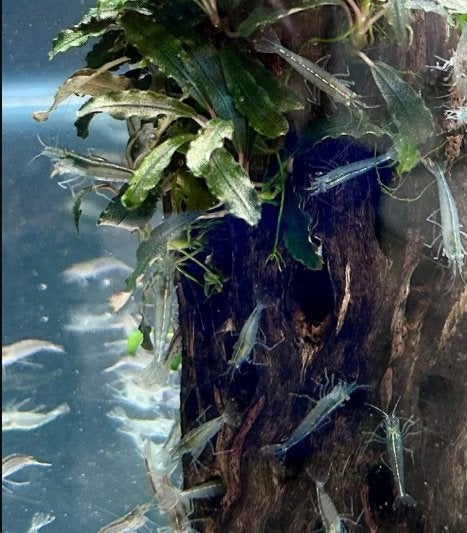 mini japonica, Zoetwatervis, Schoolvis