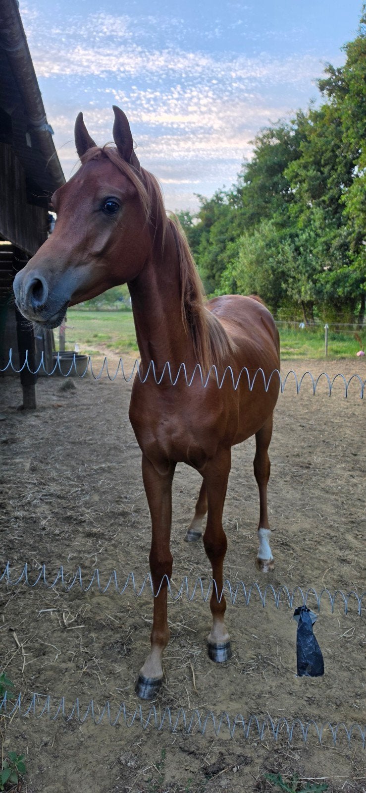 jaarling hengst, Animaux & Accessoires, Chevaux, Étalon, Non dressé, Avec puce électronique, 0 à 2 ans