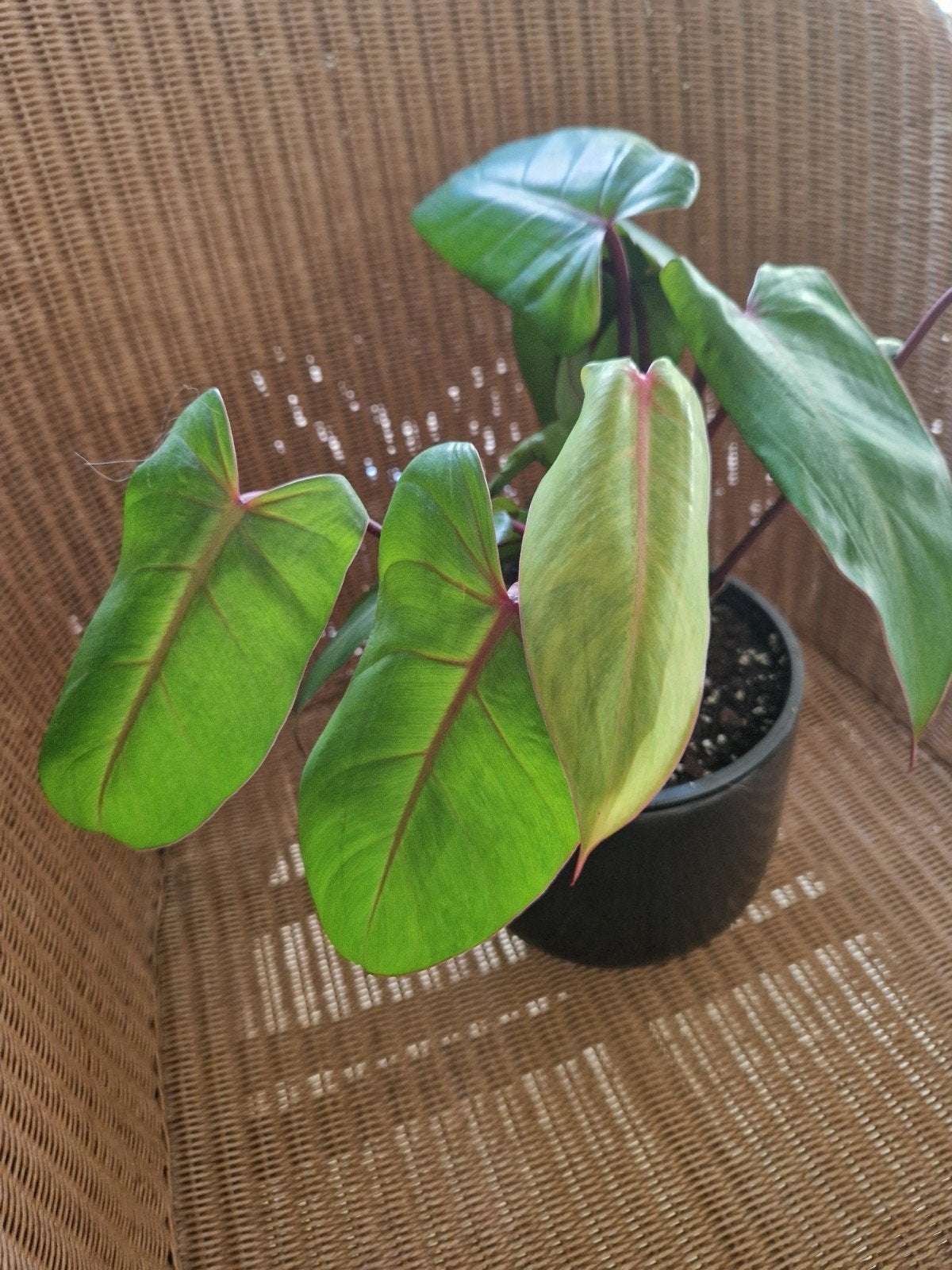 philodendron Painted Lady, Ophalen of Verzenden