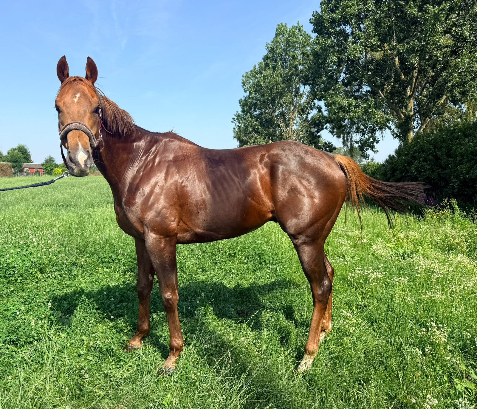 Paard, Dieren en Toebehoren, Paarden
