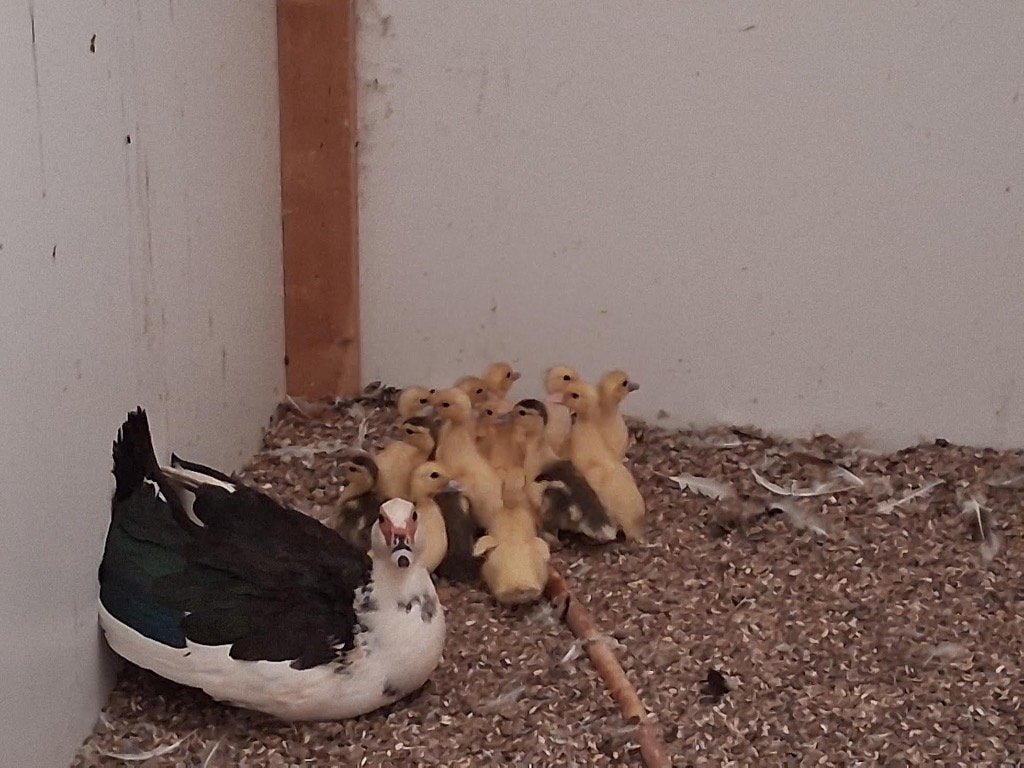 Barberie kuikens, Plusieurs animaux, Canard