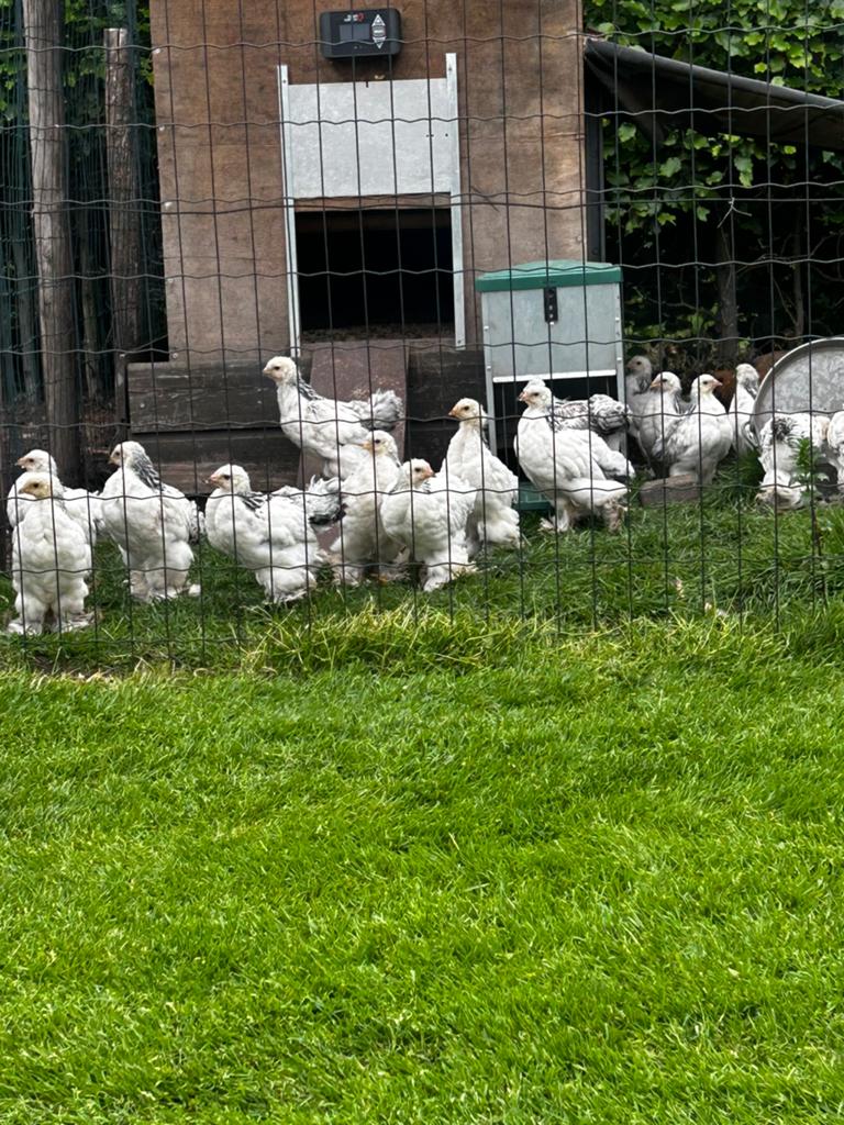 Brahma groothoender, Dieren en Toebehoren, Kip