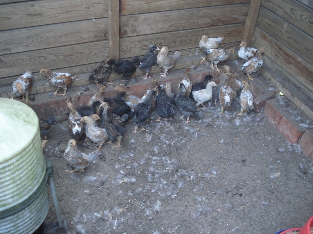 wyandotte kuikens (hennen), Dieren en Toebehoren, Pluimvee, Vrouwelijk, Kip