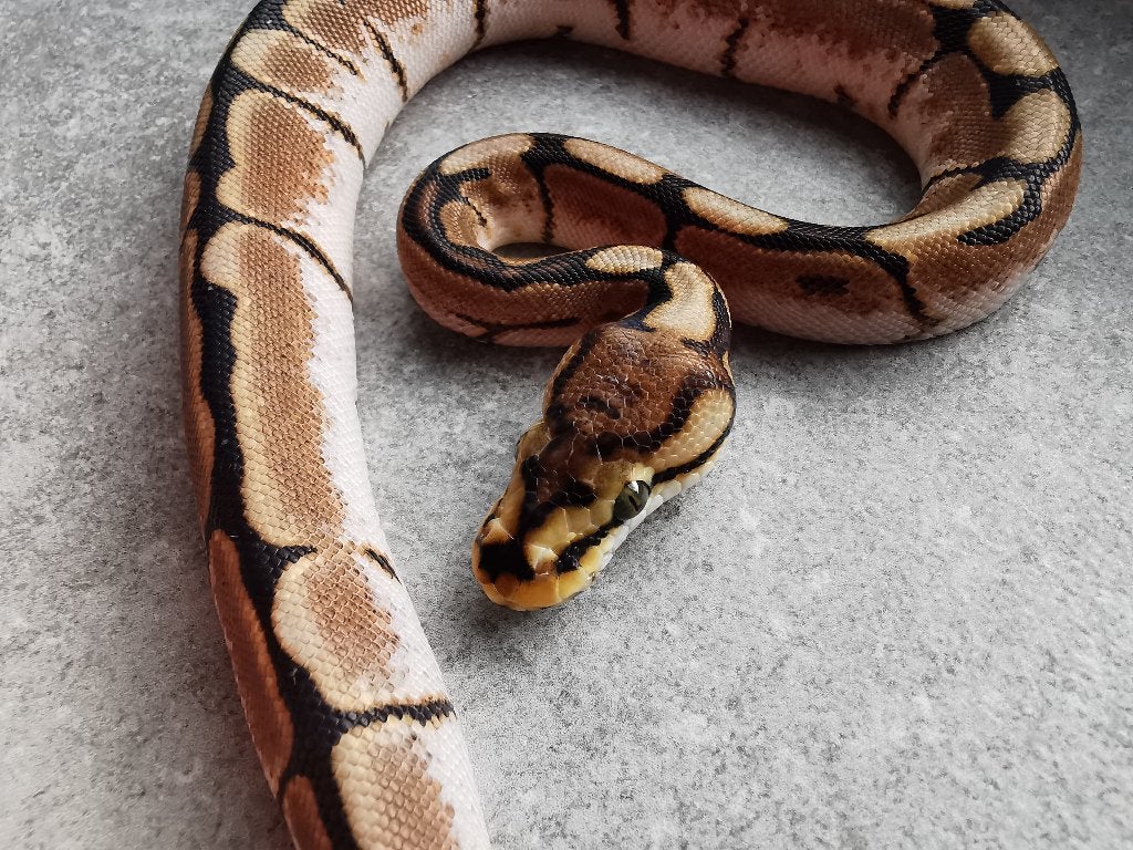 koningspython; python regius; 1.0 Spider (pos. het Biebald)