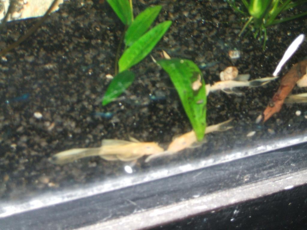 L144 lemon longfin, Dieren en Toebehoren, Vissen | Aquariumvissen