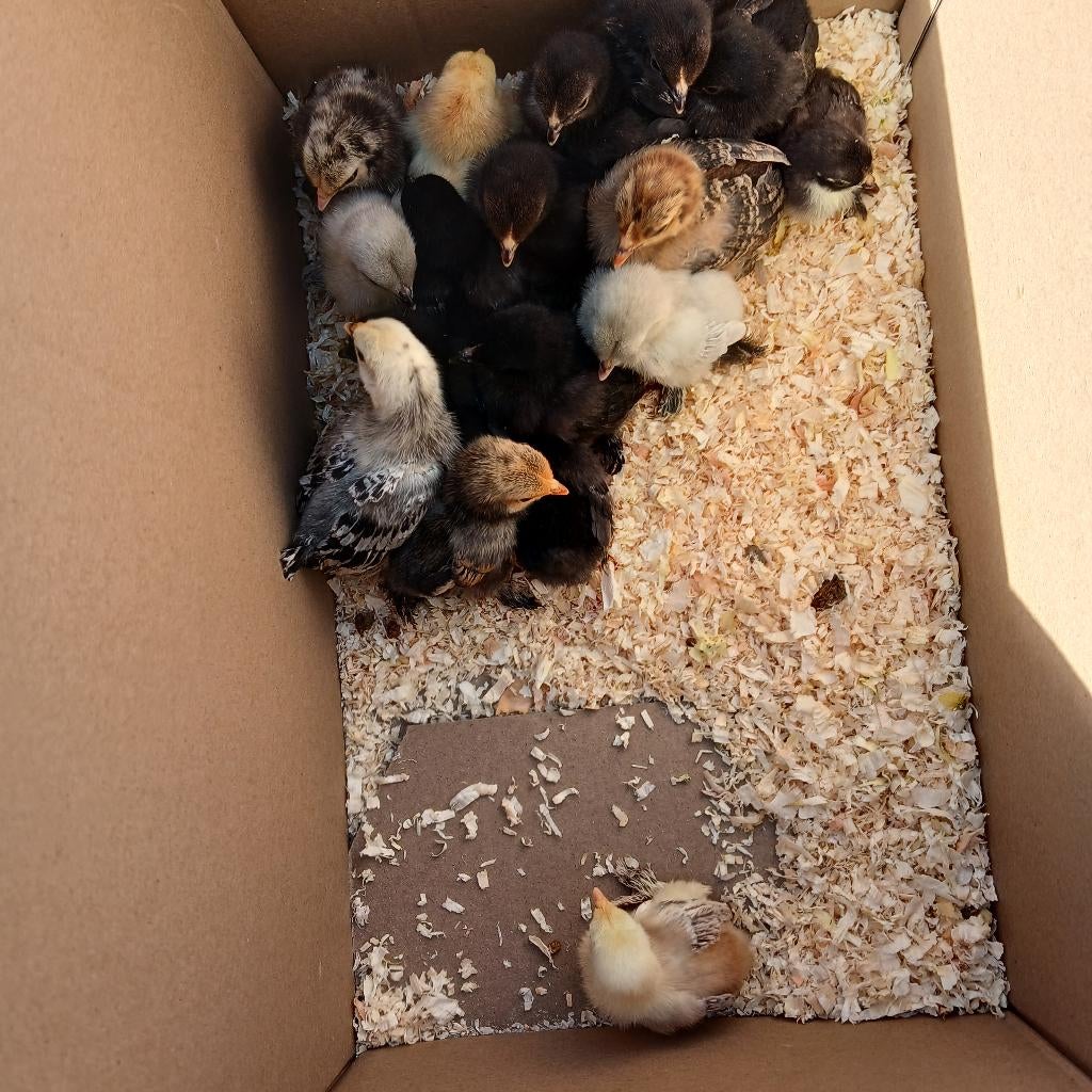 Sabelpootkriel kuikens!, Dieren en Toebehoren, Geslacht onbekend, Kip