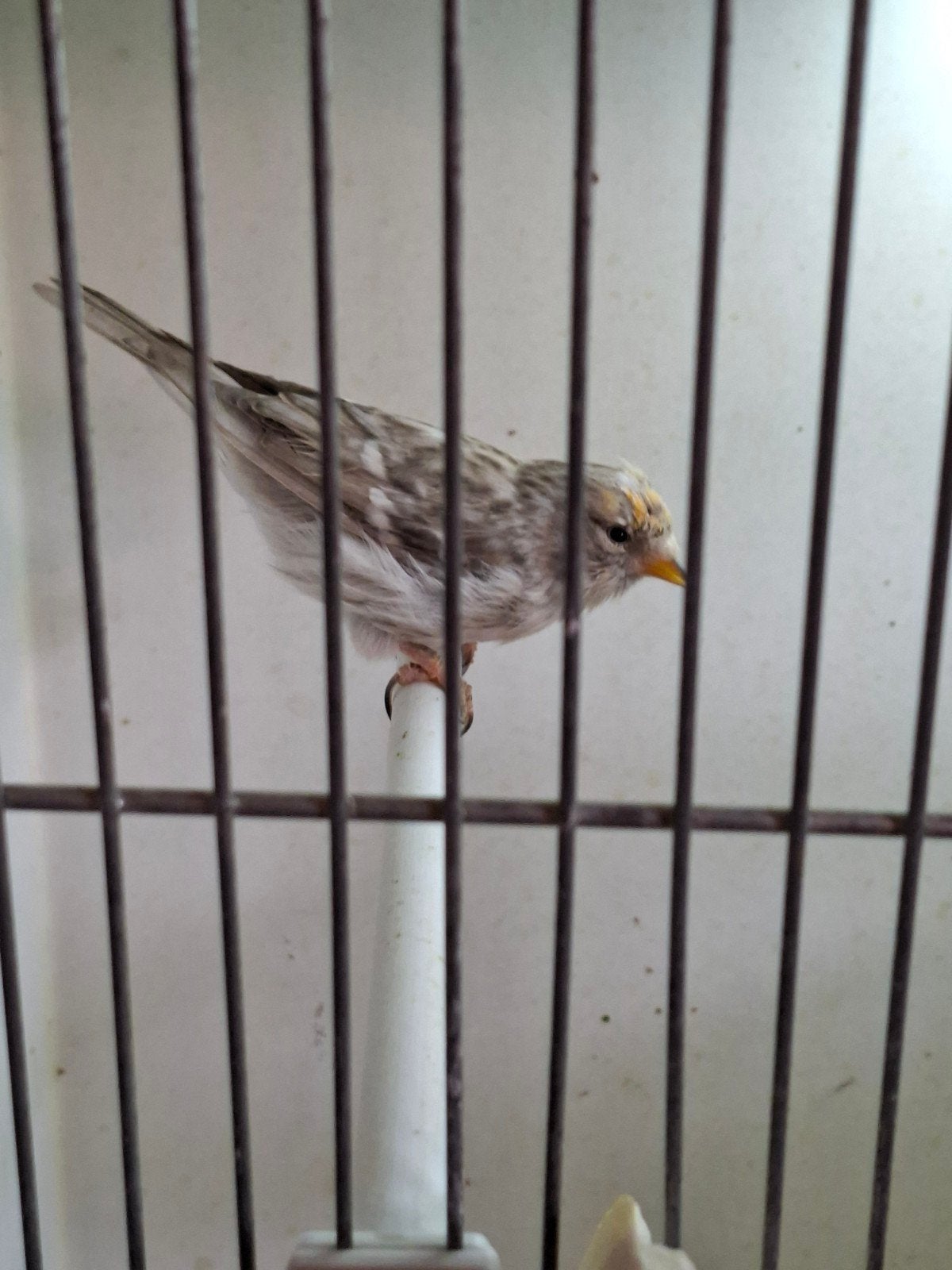 Noordse barmsijs., Dieren en Toebehoren