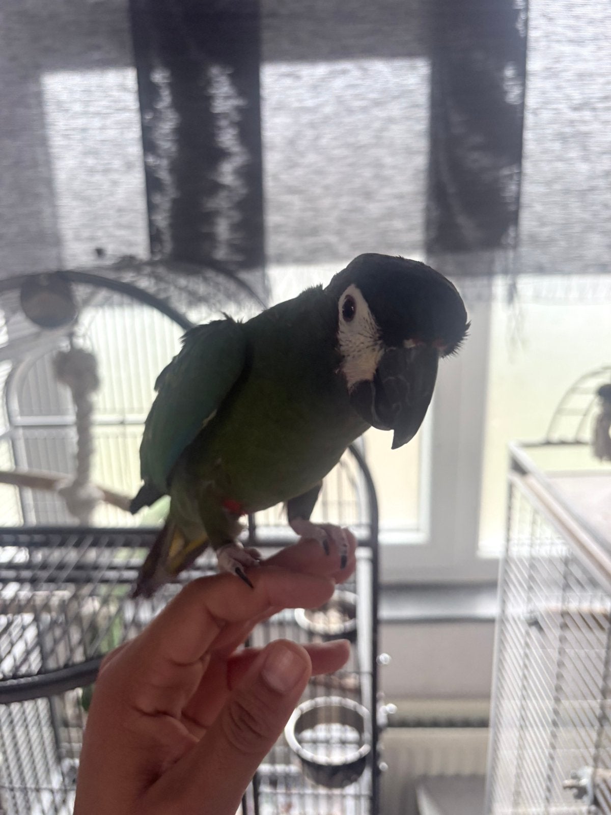 Ara maracana apprivoiser, Sexe inconnu, Perroquet, Parleur