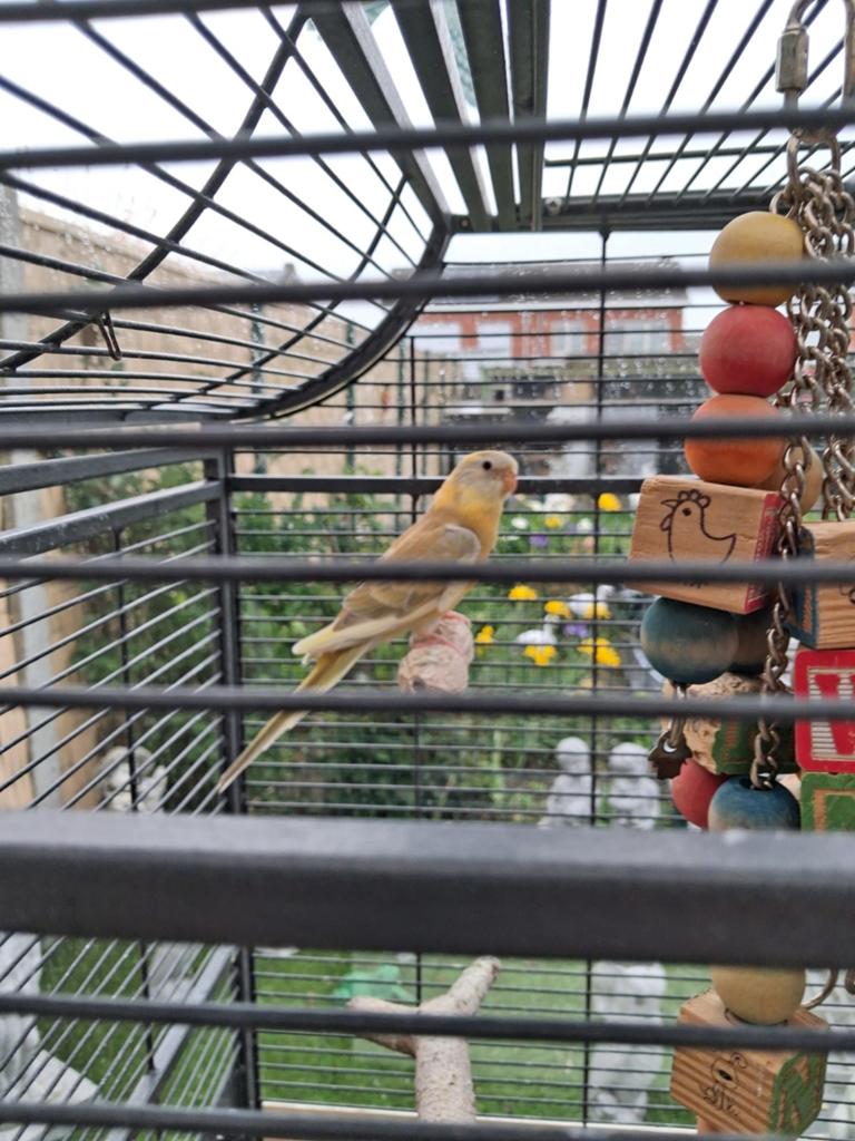 Roodrugen, Dieren en Toebehoren, Vogels | Kanaries