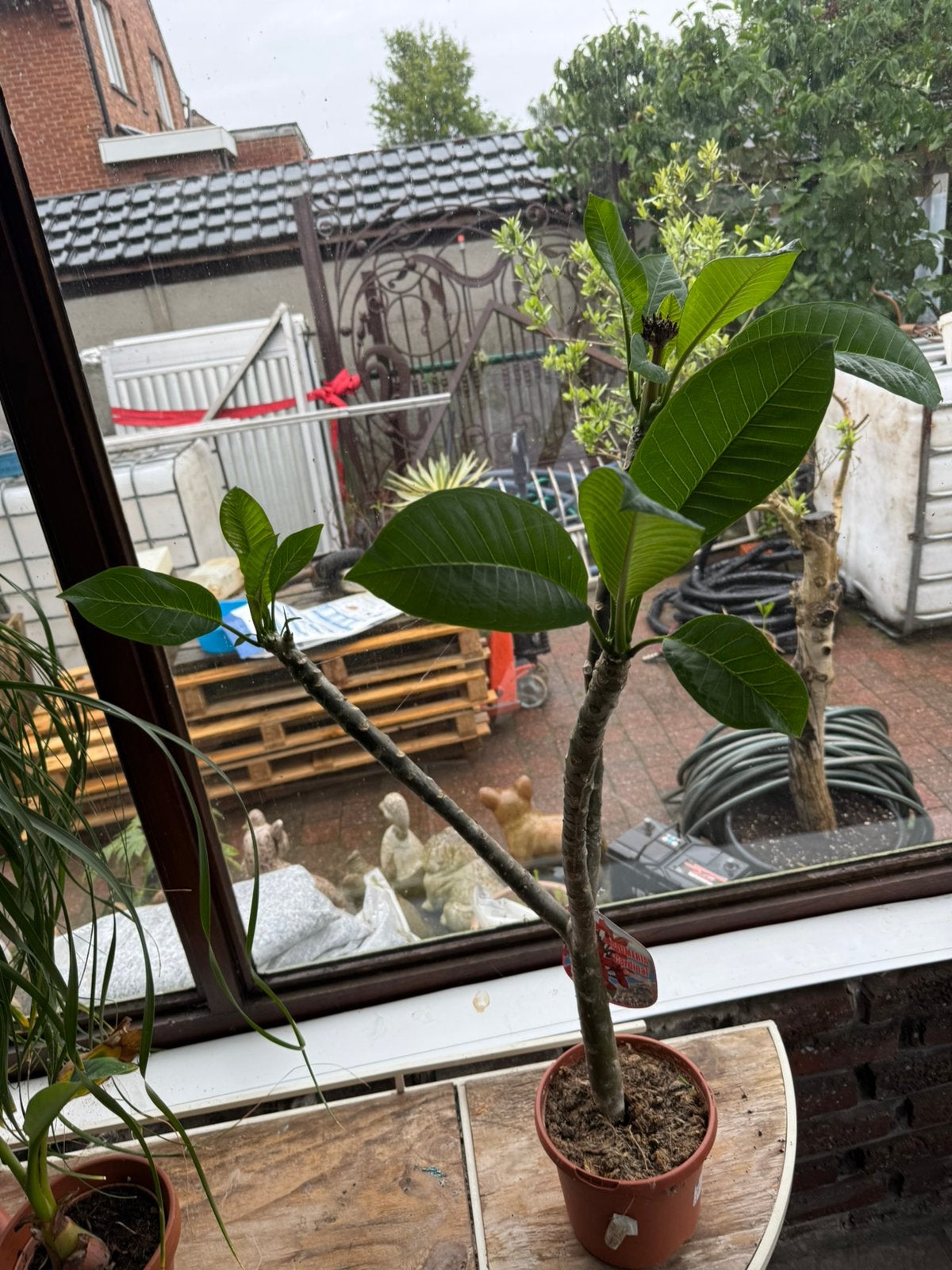 Plumeria rood, Enlèvement