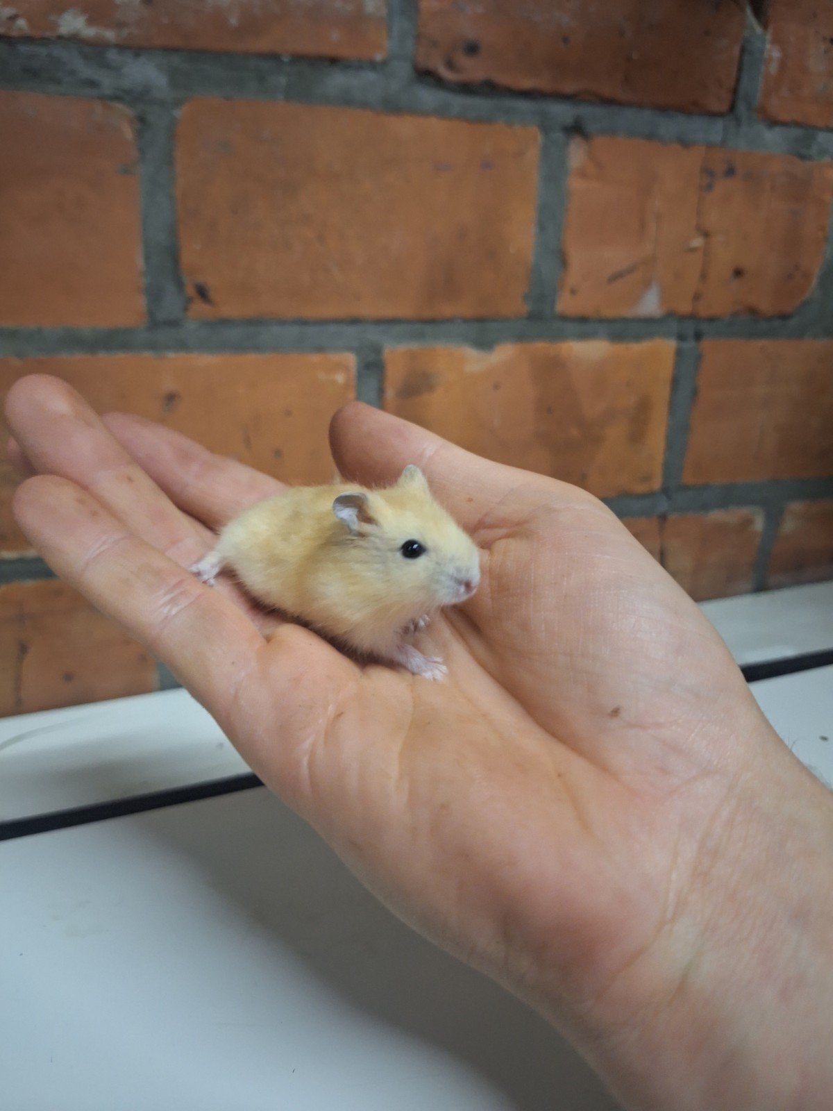 Jonge tamme russische dwerghamsters, Dieren en Toebehoren, Knaagdieren, Augustus, Hamster, Tam