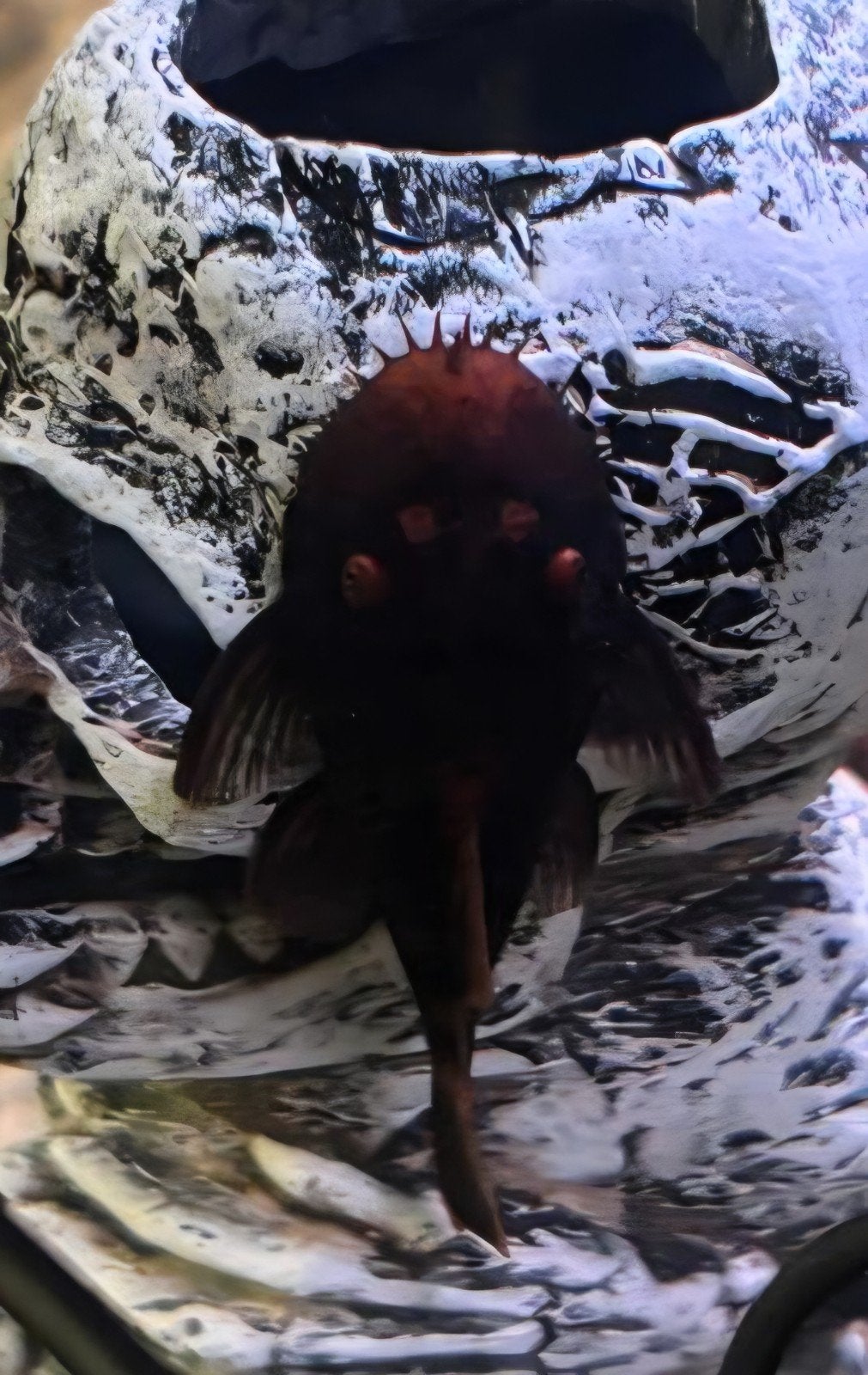 ancistrus Bristlenose man, Dieren en Toebehoren