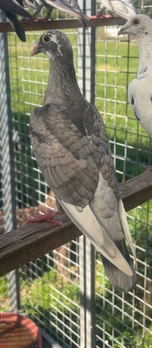 Jeune pigeon de couleur rubella