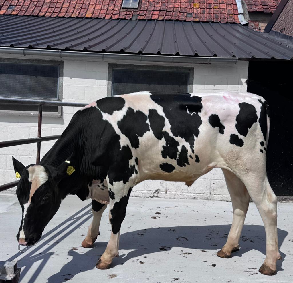 Beste dekstier uit Osnabrück, Dieren en Toebehoren, Runderen, Mannelijk, 0 tot 2 jaar