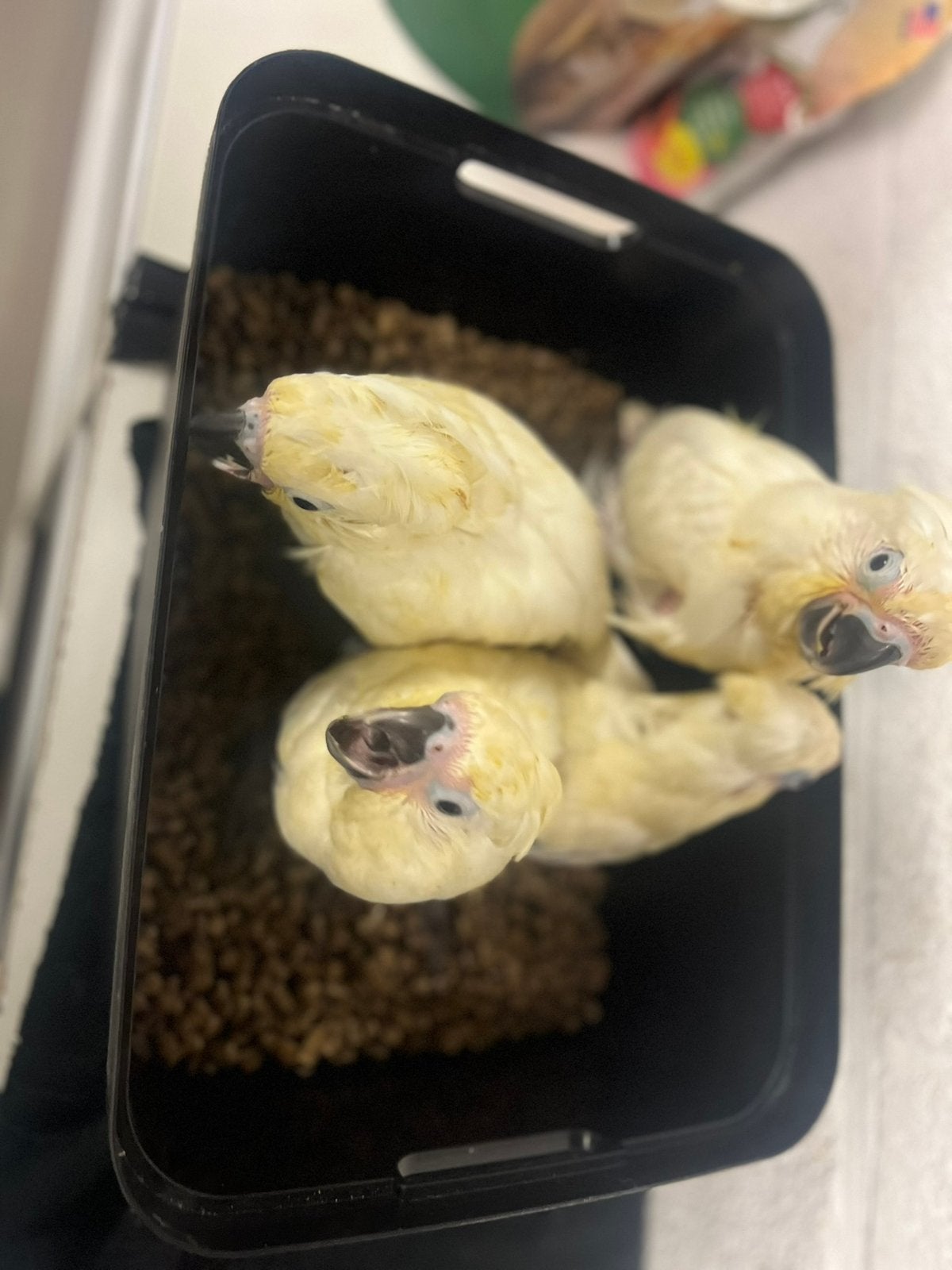 Wittekuif Kaketoe 4 maanden, Dieren en Toebehoren
