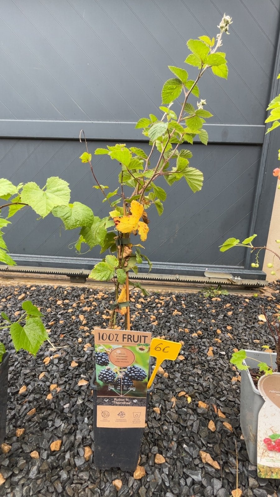 'Golden Champion'wijnstok Productieve witte druivensoort, Tuin en Terras, Planten | Fruitbomen, Ophalen of Verzenden
